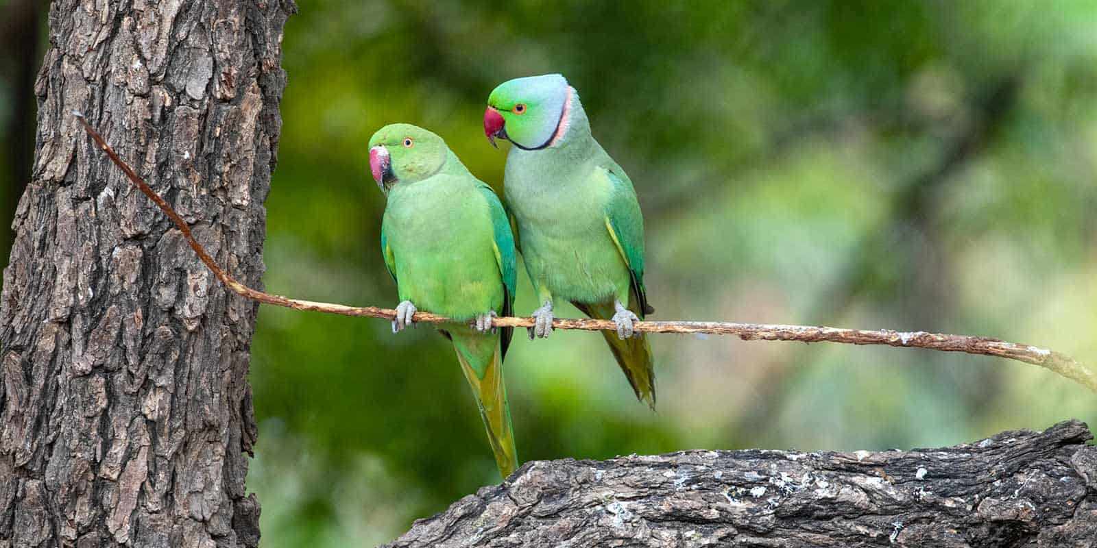 Two-green-parrots-resting-on-a-branch-highlighting-the-rich-nature-and-wildlife-of-Rajasthan-India.jpg