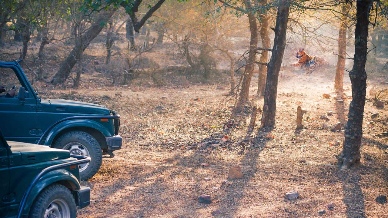 Two-jeeps-parked-in-a-lush-forest-during-the-Ranthambore-Safari-Experience-in-India.jpg