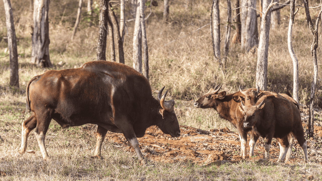 Two-large-brown-cows-standing-in-a-field-at-Satpura-National-Park-1.png