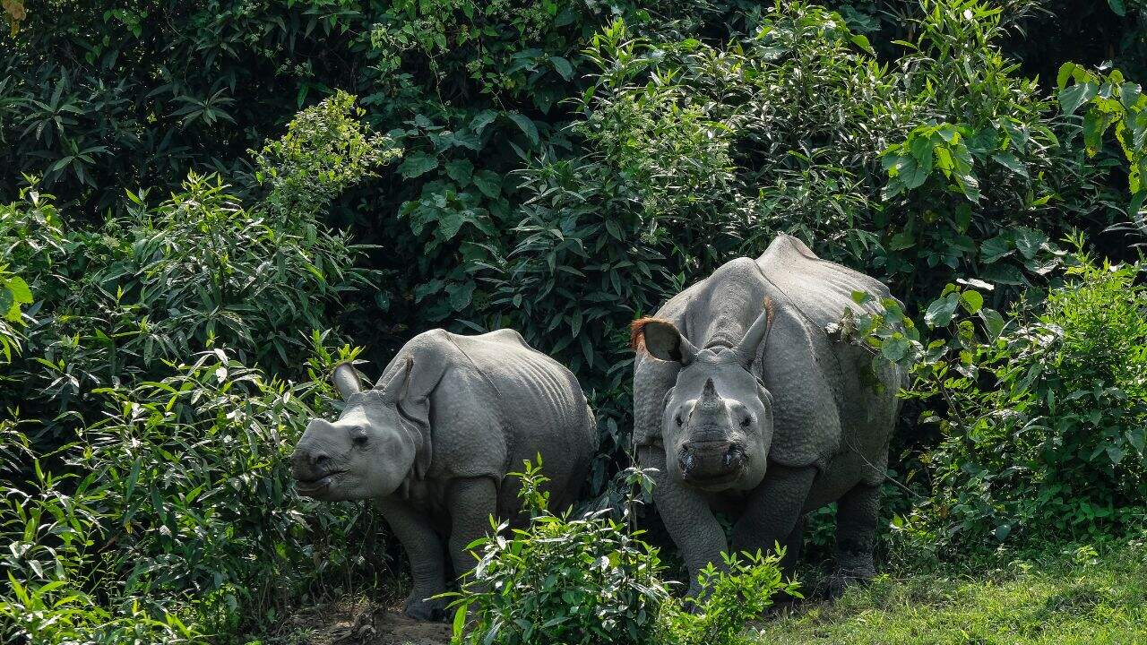 Two-rhinos-walking-through-the-lush-jungle-of-Kaziranga-National-Park-in-India.jpg