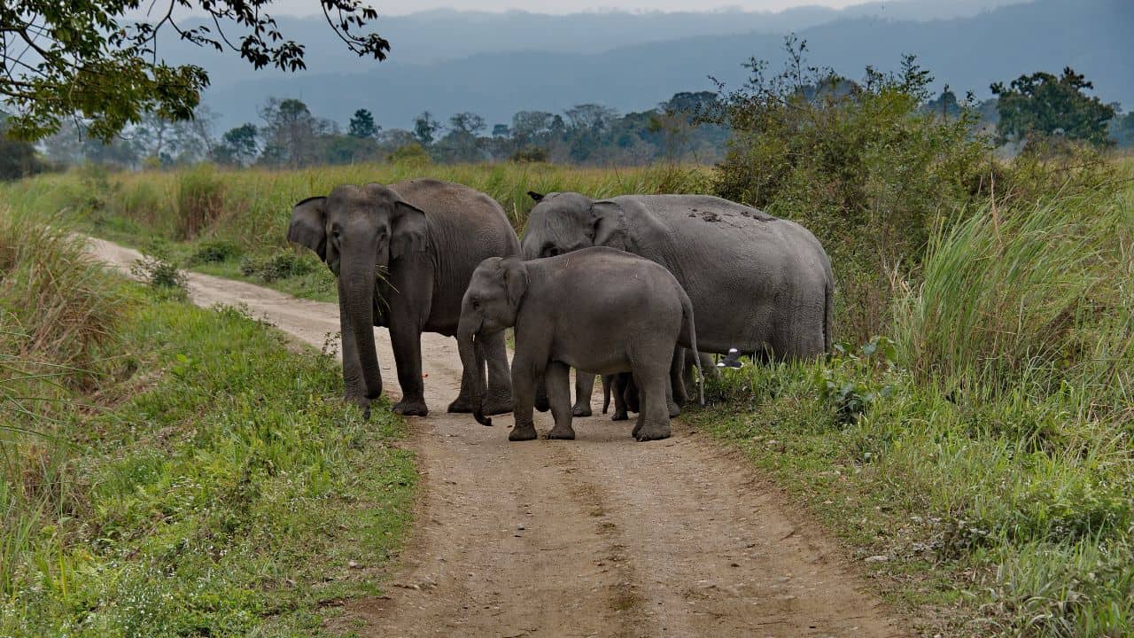 elephants-walking-along-a-road-surrounded-by-grass-in-Kaziranga-National-Park-India.jpg