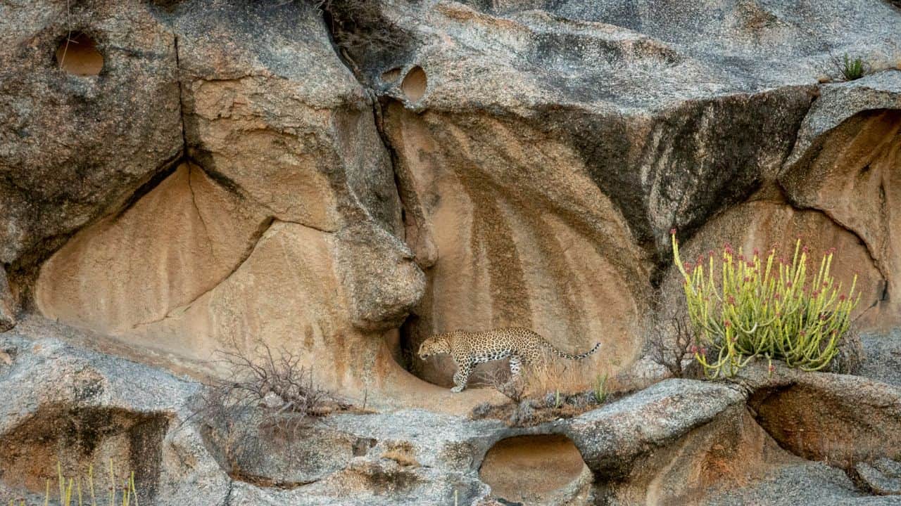 leopard-sighting-at-bera-in-India.jpg