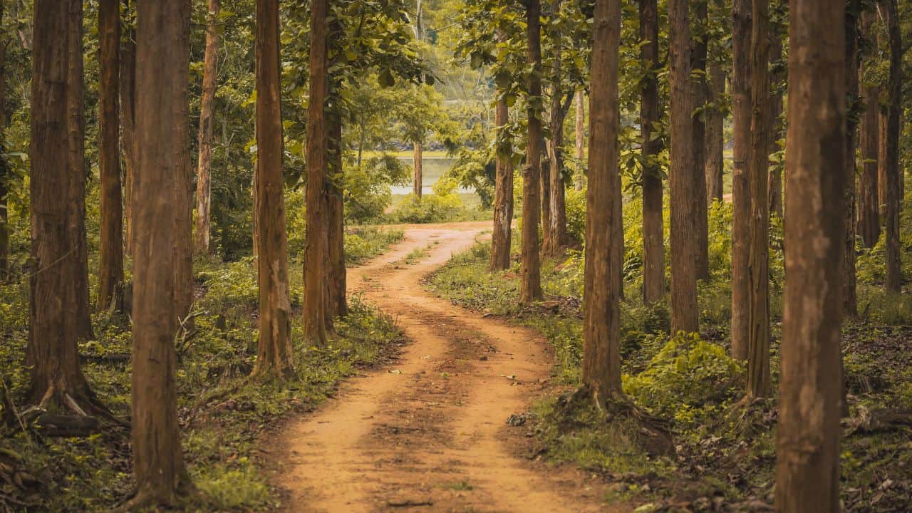 road-winding-through-the-lush-greenery-of-Nagarhole-National-Park-in-India-surrounded-by-dense-forest.jpg