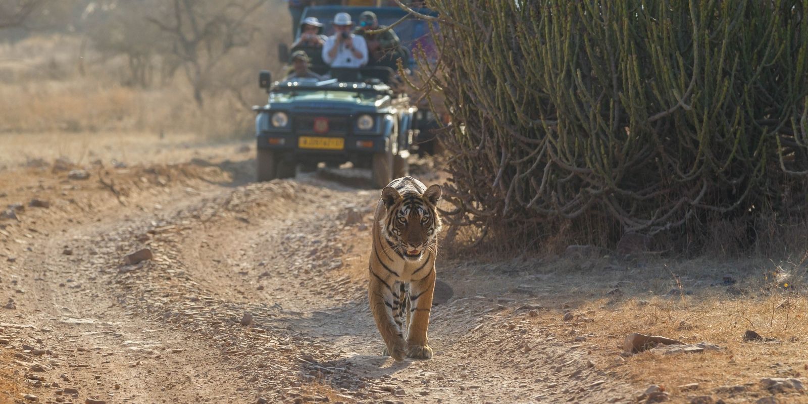 nature-wildlife-journeys-in-India-2-1.jpg
