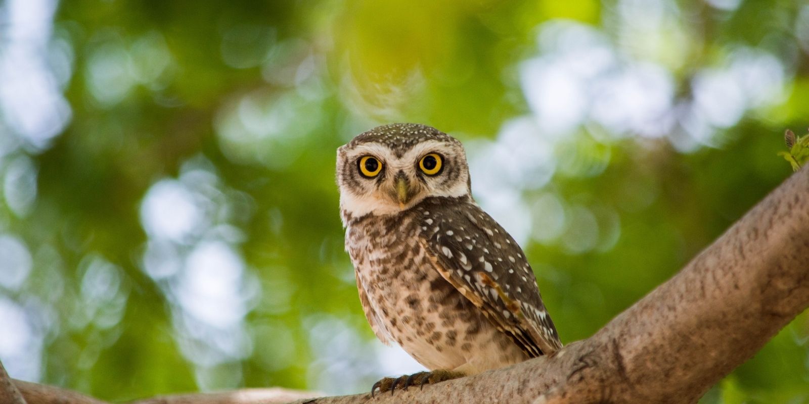 nature-wildlife-journeys-in-India-4.jpg