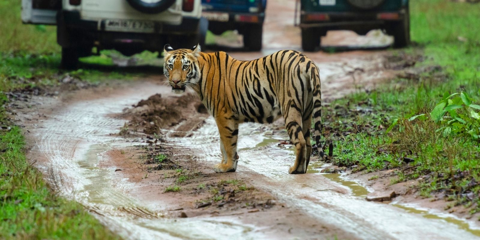 nature-wildlife-journeys-in-India-6.jpg