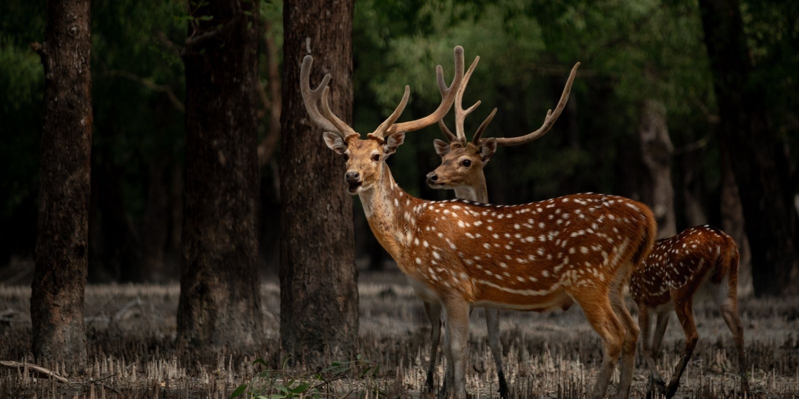 nature-wildlife-journeys-in-India-7.jpg