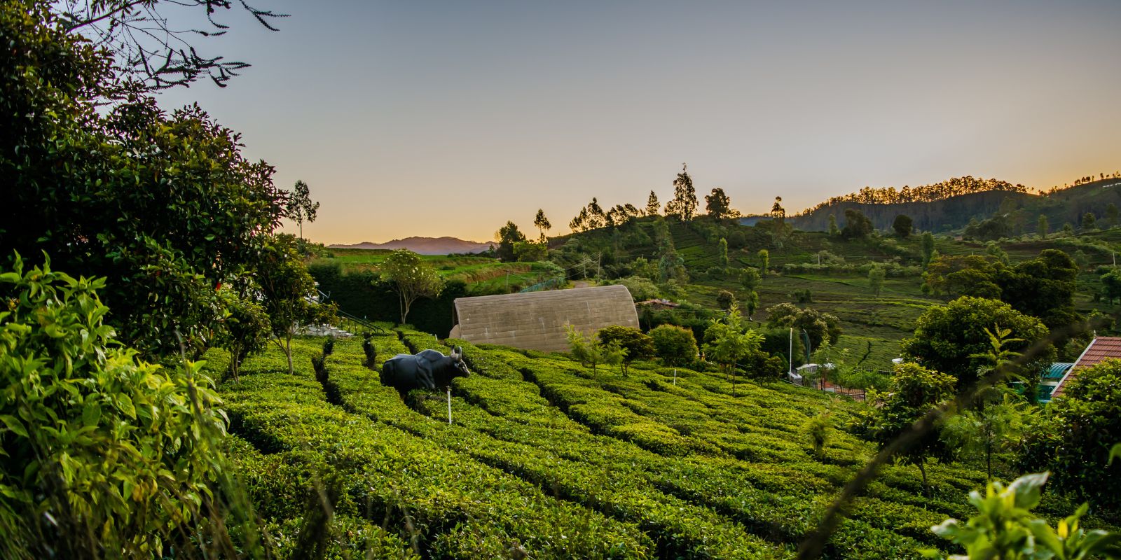 Bandipur-India-3.jpg