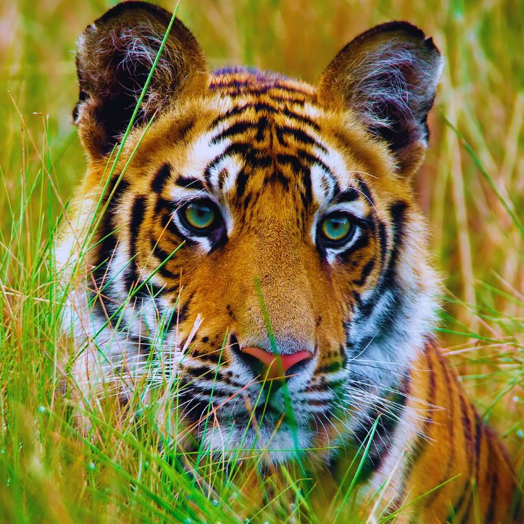 Bandipur-India-tiger-reserve