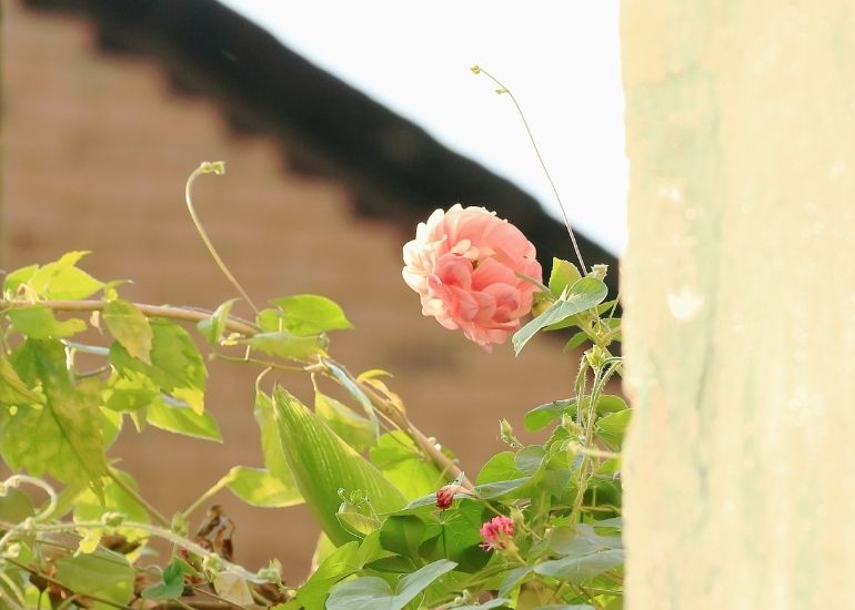 Flora-at-Bandipur-National-Park.jpg