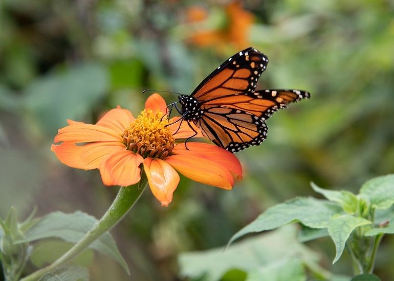 Flora-at-Nagarahole-National-Park.jpg