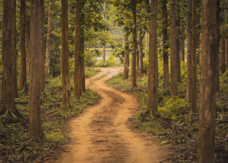 Forest-Life-Communities-and-Local-Connections.jpg