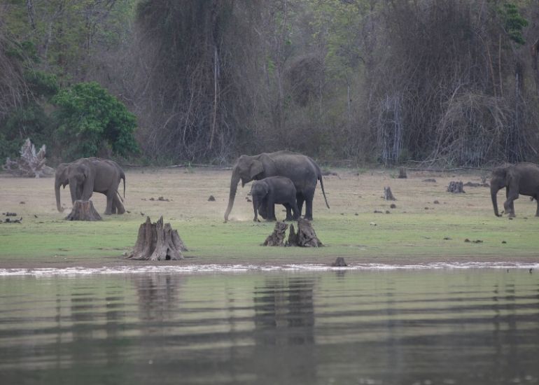 History-of-Nagarhole-National-Park.jpg