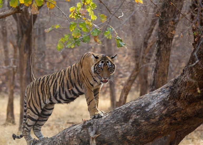 Mudumalai-National-Park.jpg