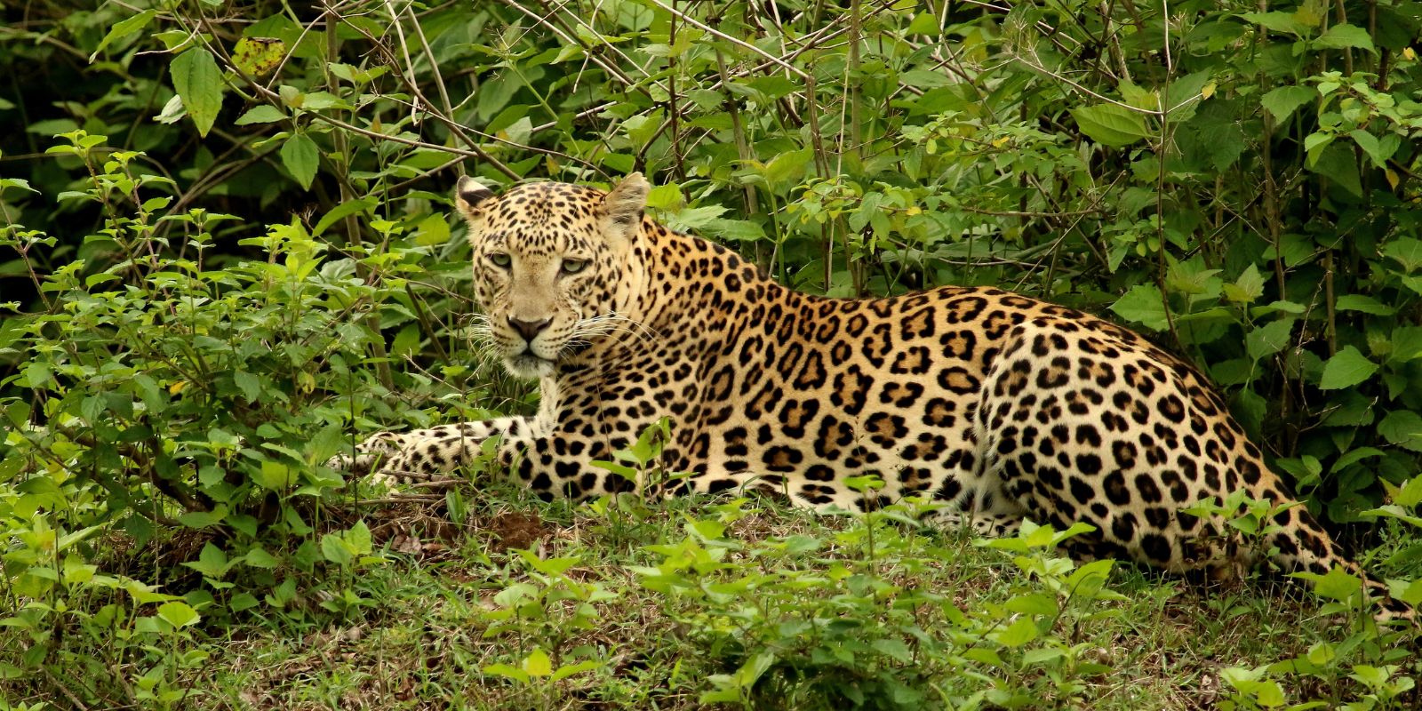 Nagarhole-1.jpg