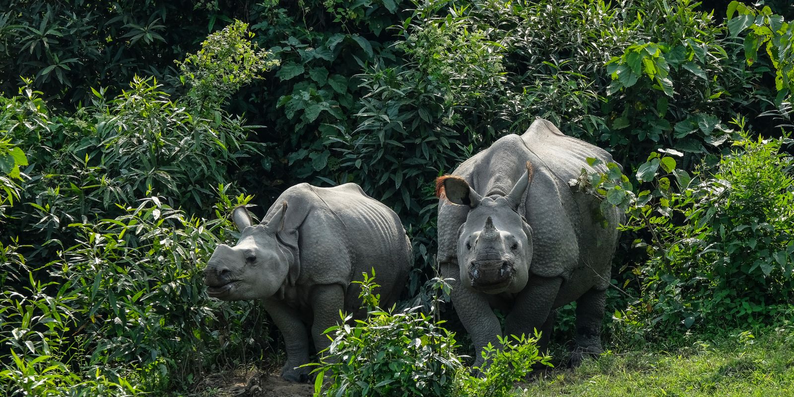 Nagarhole-2.jpg