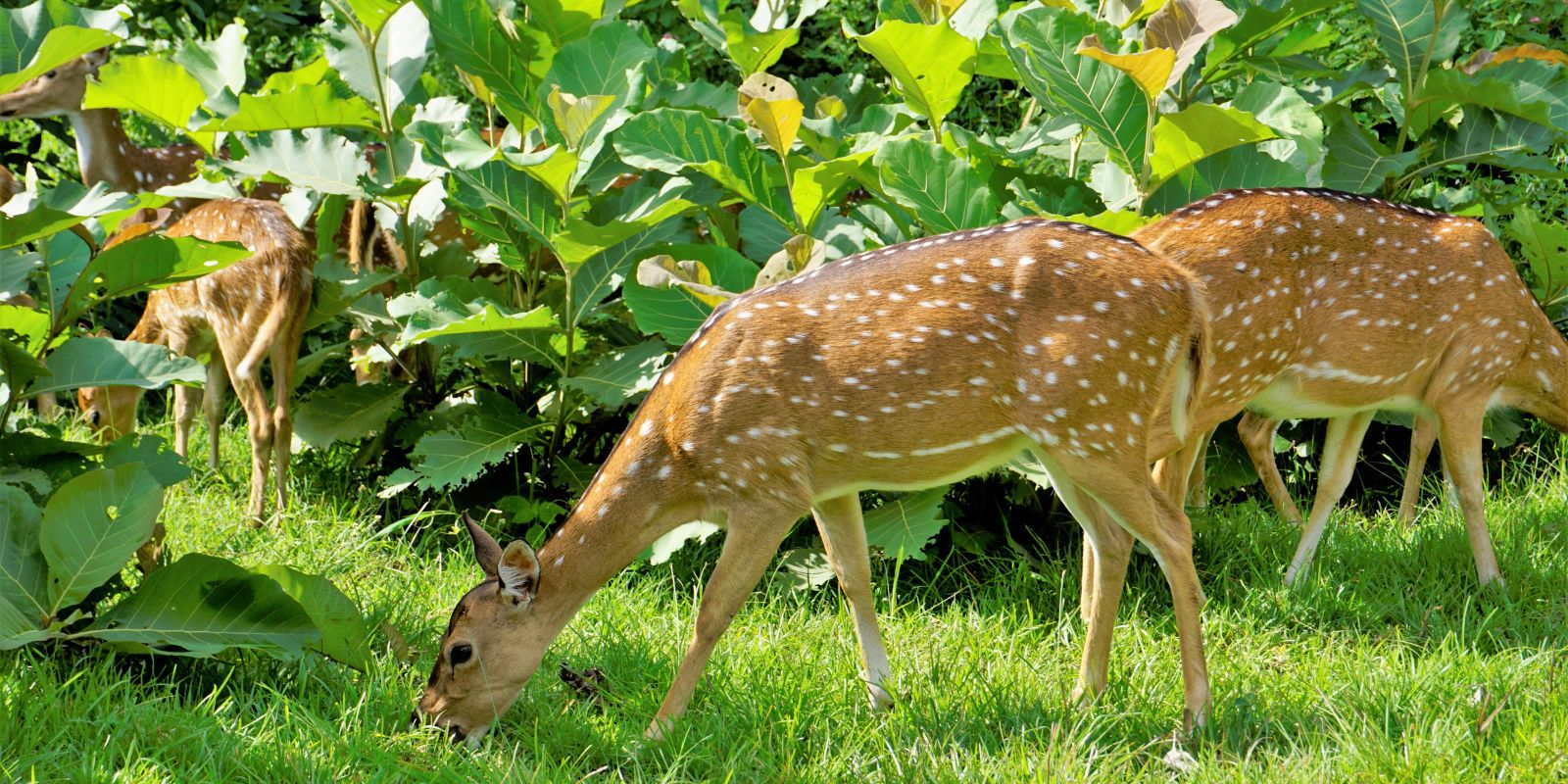 Nagarhole-3.jpg