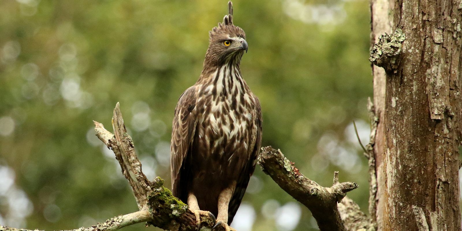Nagarhole-4.jpg