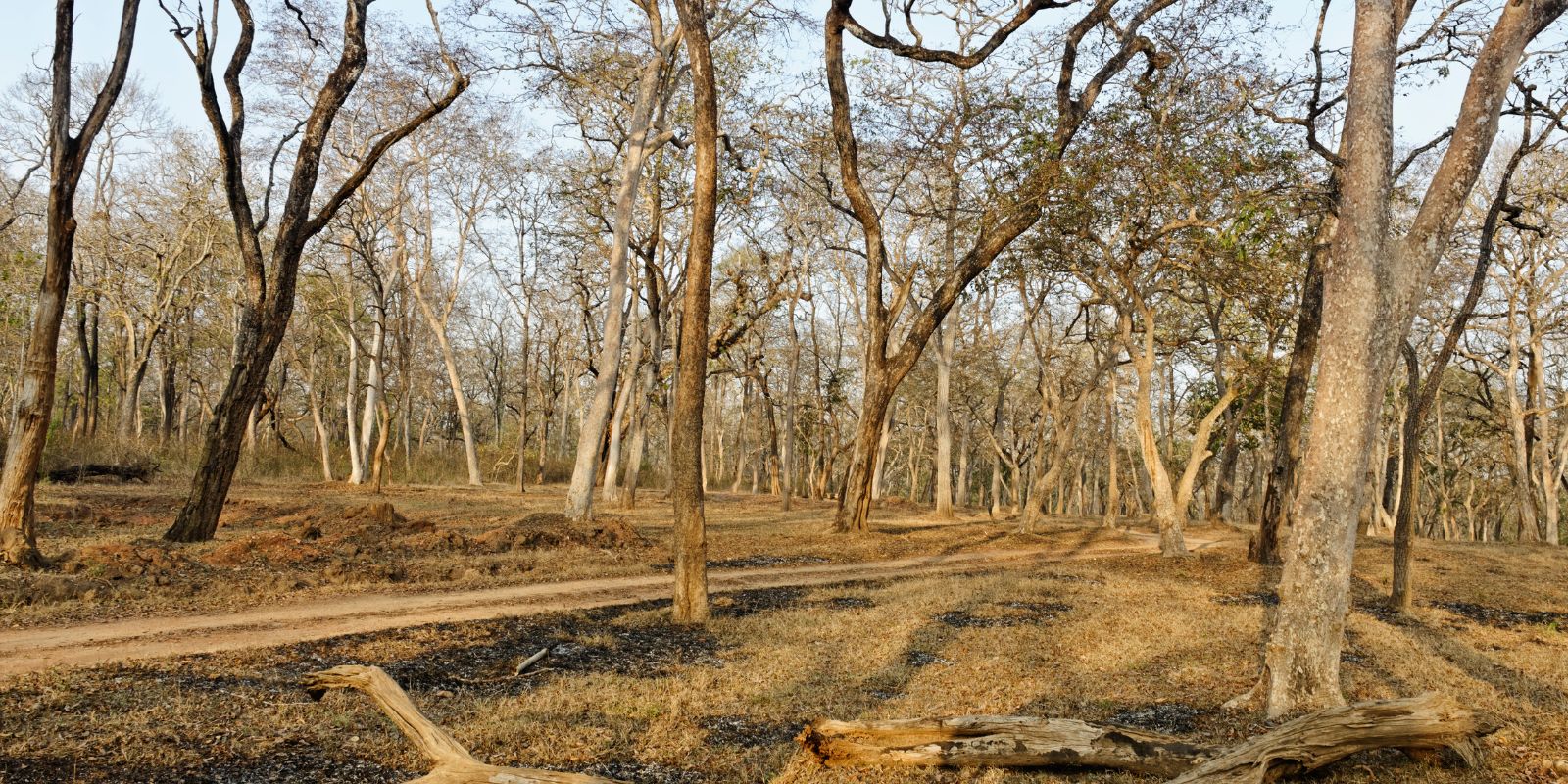Nagarhole-National-Park-10.jpg