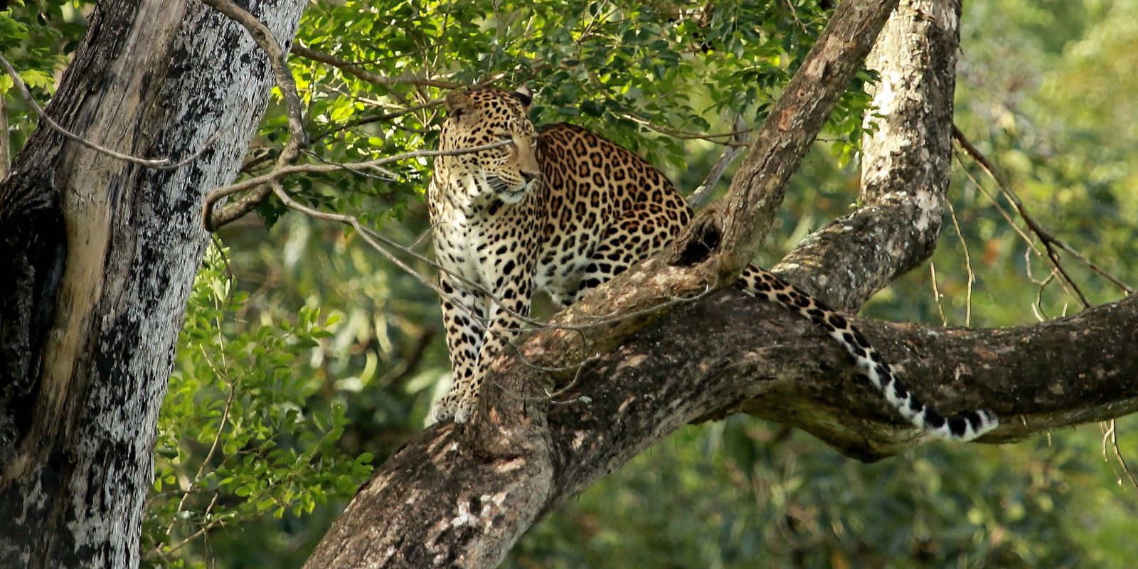 Nagarhole-National-Park-14-1.jpg