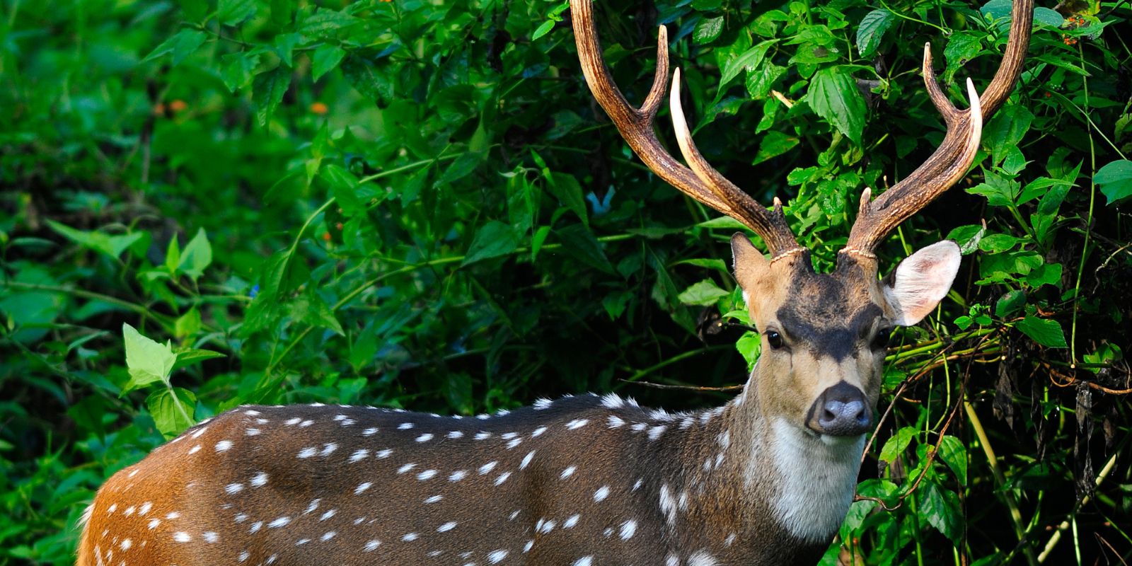 Nagarhole-National-Park-8.jpg