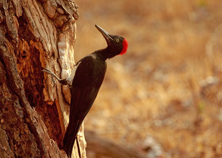 Nagarhole-Within-a-Private-Wildlife-Journey.jpg