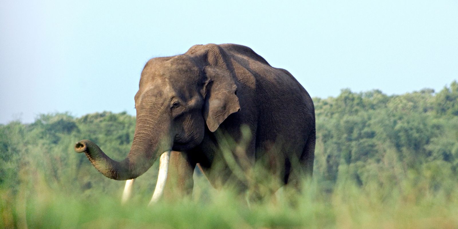 Nagarhole-india-1-1.jpg