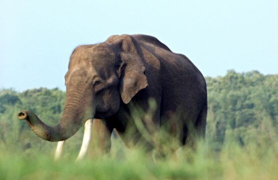 Nagarhole-india-1-555x360.jpg