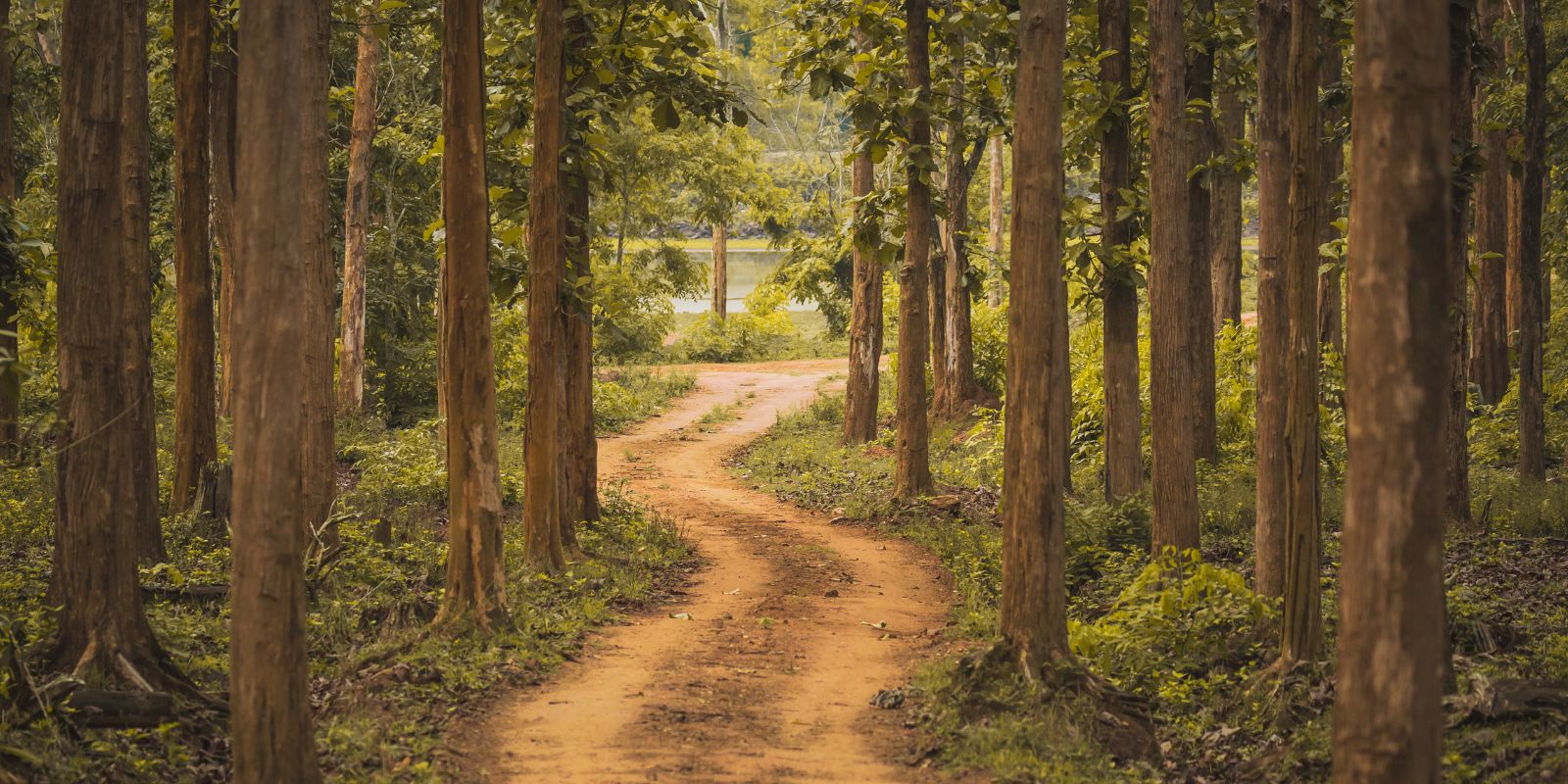 Nagarhole-india-2.jpg