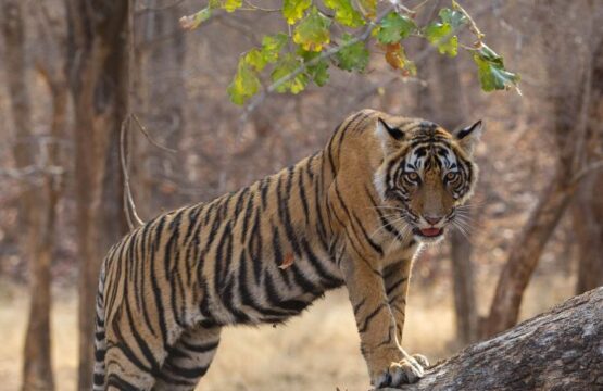 Nights-4-5-Ranthambore-Tigers-Forests-Ancient-Forts-1-555x360.jpg