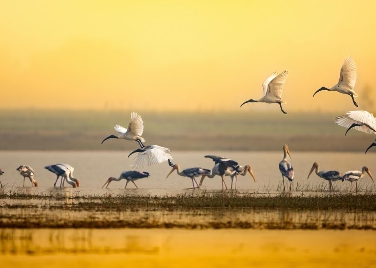 Ranganathittu-Bird-Sanctuary.jpg