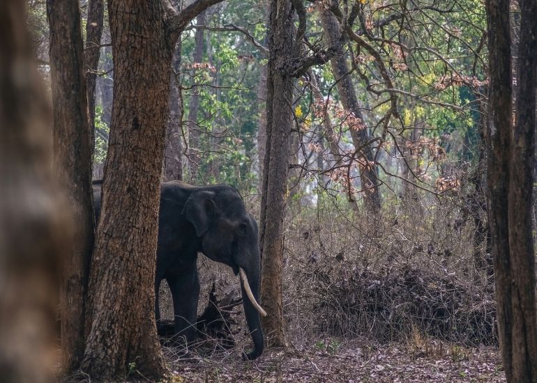Region-of-Nagarahole-National-Park.jpg