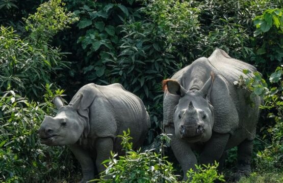 Satpura-National-Park-555x360.jpg