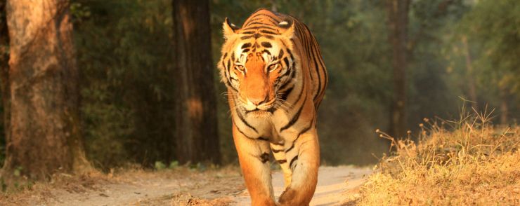 Tiger sighting at India