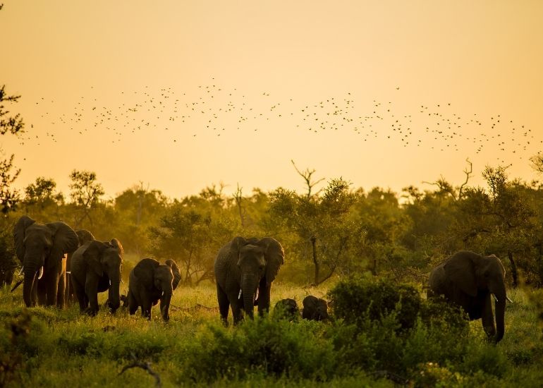 Wildlife-at-Bandipur-National-Park.jpg