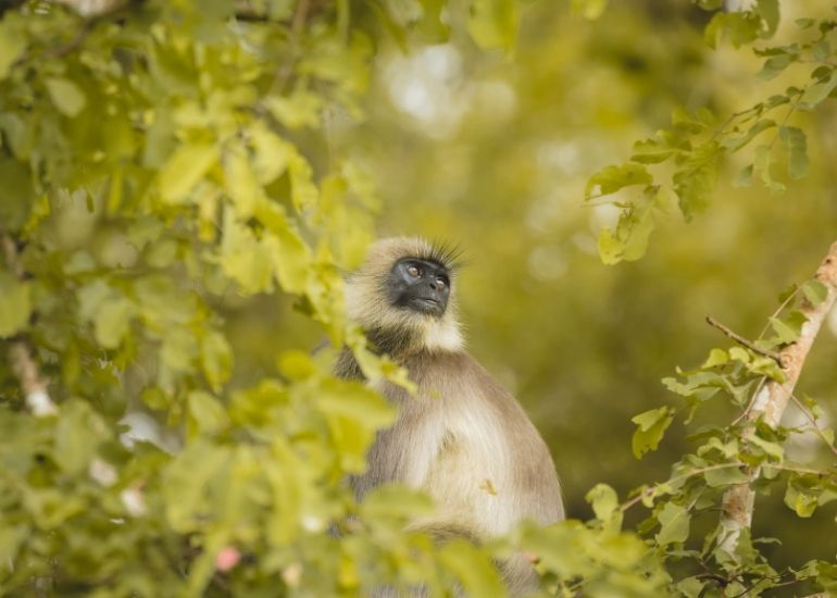 Wildlife-at-Nagarahole-National-Park.jpg