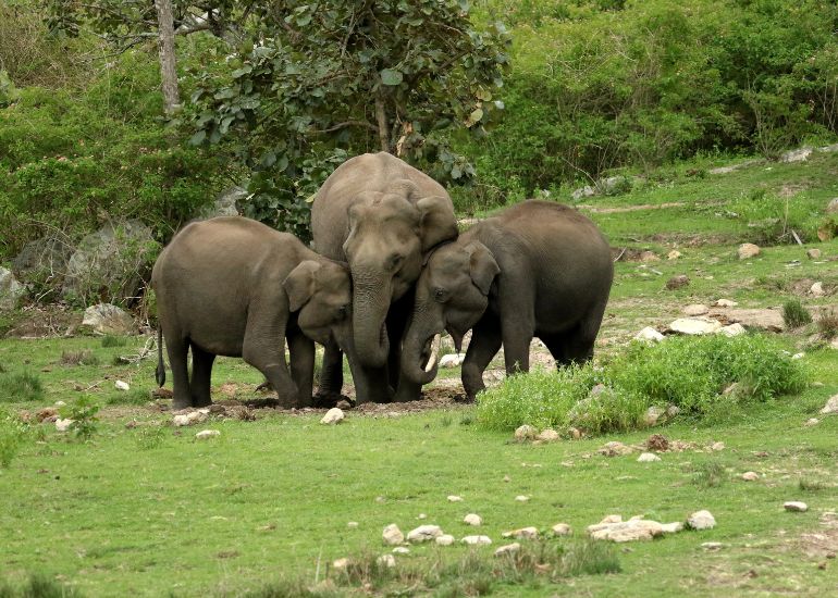 Wildlife-of-Nagarhole-Elephants-Predators-and-River-Systems.jpg