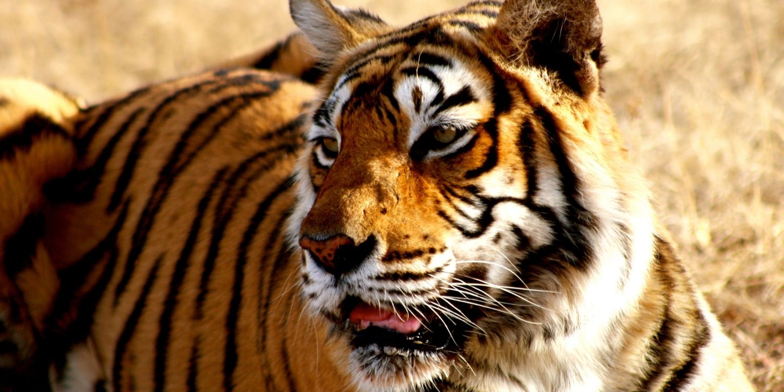 tailor-made-culture-heritage-wildlife-tours-across-india7.jpg