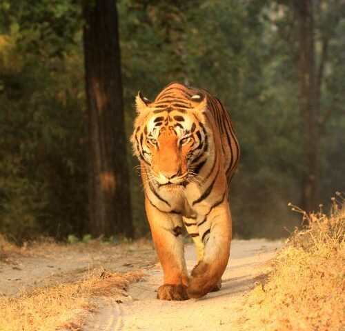 Tigers in India or Leopards in Sri Lanka? The Ultimate Guide for Aussie Wildlife Travellers