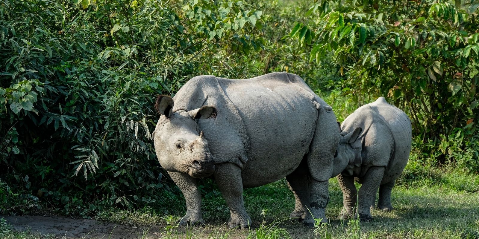 wildlife-journey-3.jpg