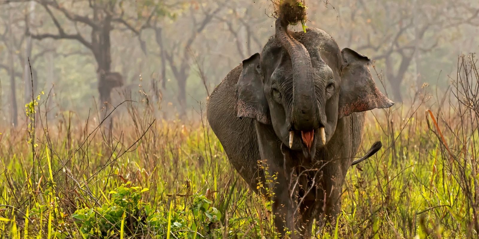 wildlife-journey-4.jpg