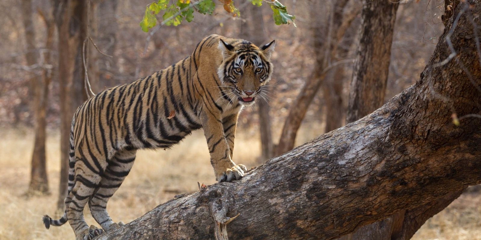 wildlife-journey-5.jpg