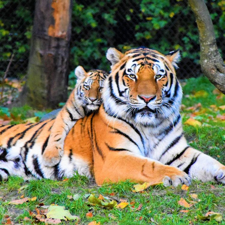 A tiger and its cub resting together on green grass in India, showcasing their bond in a natural setting A tiger and its cu resting together on green grass in India showcasing their bond in a natural setting