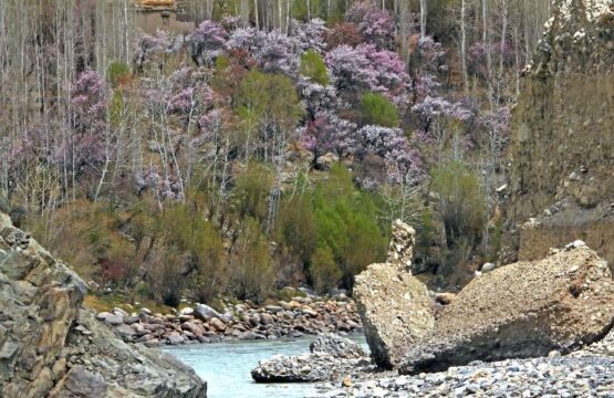 Apricot-blossoms-in-April-along-the-Indus-scaled-1.jpg