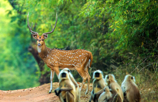 Chitvan-Jungle-Lodge-Kanha3-5.jpg