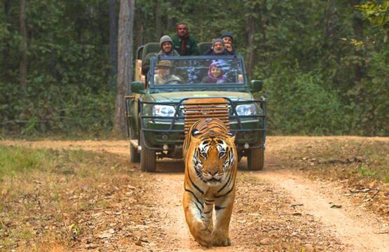 Chitvan-Jungle-Lodge-Kanha7-3-555x360.jpg