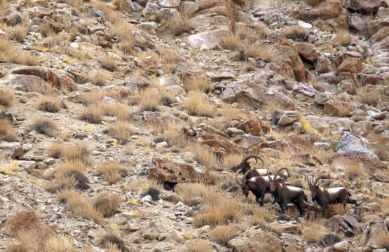 Ibex-males-on-the-march-scaled-1.jpg
