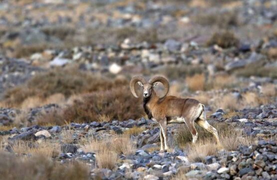 Ladakhi-Urial-a-beautiful-male-1-scaled-1.jpg
