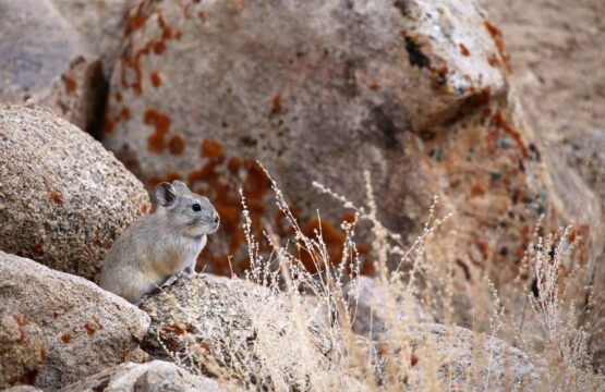 Large-eared-Pika-scaled-1.jpg