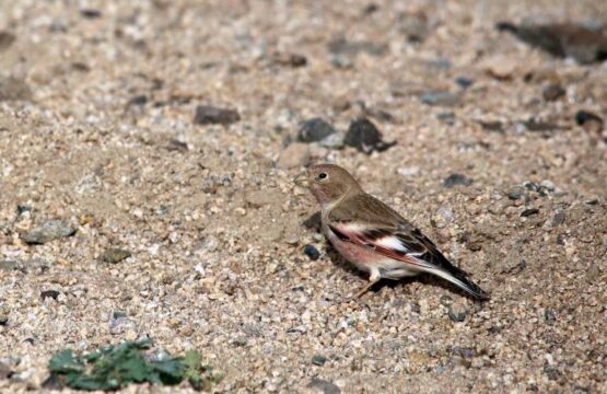 Mongolian-Finch-scaled-1.jpg